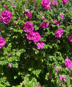 30 Japanese Red Rose Seeds - Rosa Rugosa Rubra, Fragrant Magenta Blooms, Zones 2-9 - Image 2