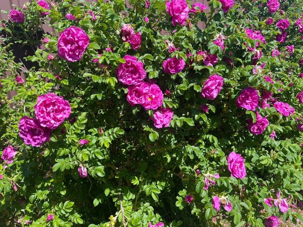 30 Japanese Red Rose Seeds - Rosa Rugosa Rubra, Fragrant Magenta Blooms, Zones 2-9 - Image 2