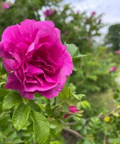 30 Japanese Red Rose Seeds - Rosa Rugosa Rubra, Fragrant Magenta Blooms, Zones 2-9 - Image 3
