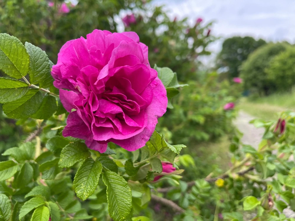 30 Japanese Red Rose Seeds - Rosa Rugosa Rubra, Fragrant Magenta Blooms, Zones 2-9 - Image 3