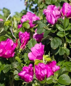 30 Japanese Red Rose Seeds - Rosa Rugosa Rubra, Fragrant Magenta Blooms, Zones 2-9 - Image 4
