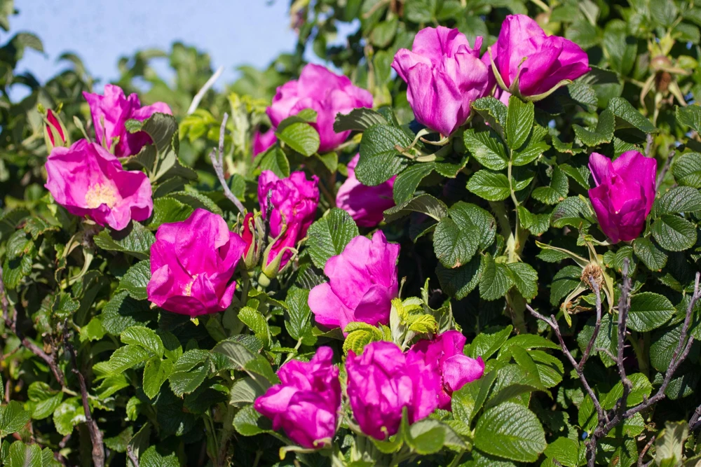 30 Japanese Red Rose Seeds - Rosa Rugosa Rubra, Fragrant Magenta Blooms, Zones 2-9 - Image 4