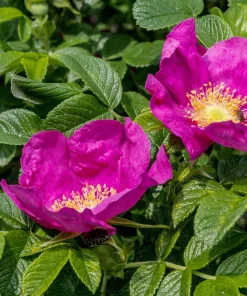 30 Japanese Red Rose Seeds - Rosa Rugosa Rubra, Fragrant Magenta Blooms, Zones 2-9 - Image 5