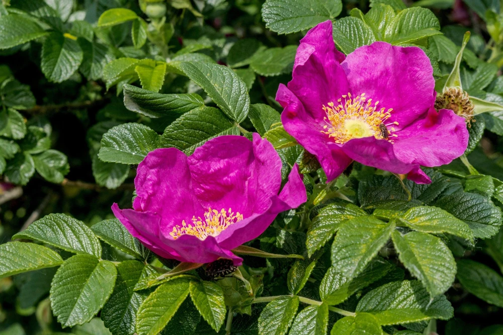 30 Japanese Red Rose Seeds - Rosa Rugosa Rubra, Fragrant Magenta Blooms, Zones 2-9 - Image 5