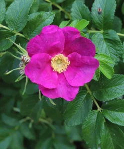 30 Japanese Red Rose Seeds - Rosa Rugosa Rubra, Fragrant Magenta Blooms, Zones 2-9 - Image 6