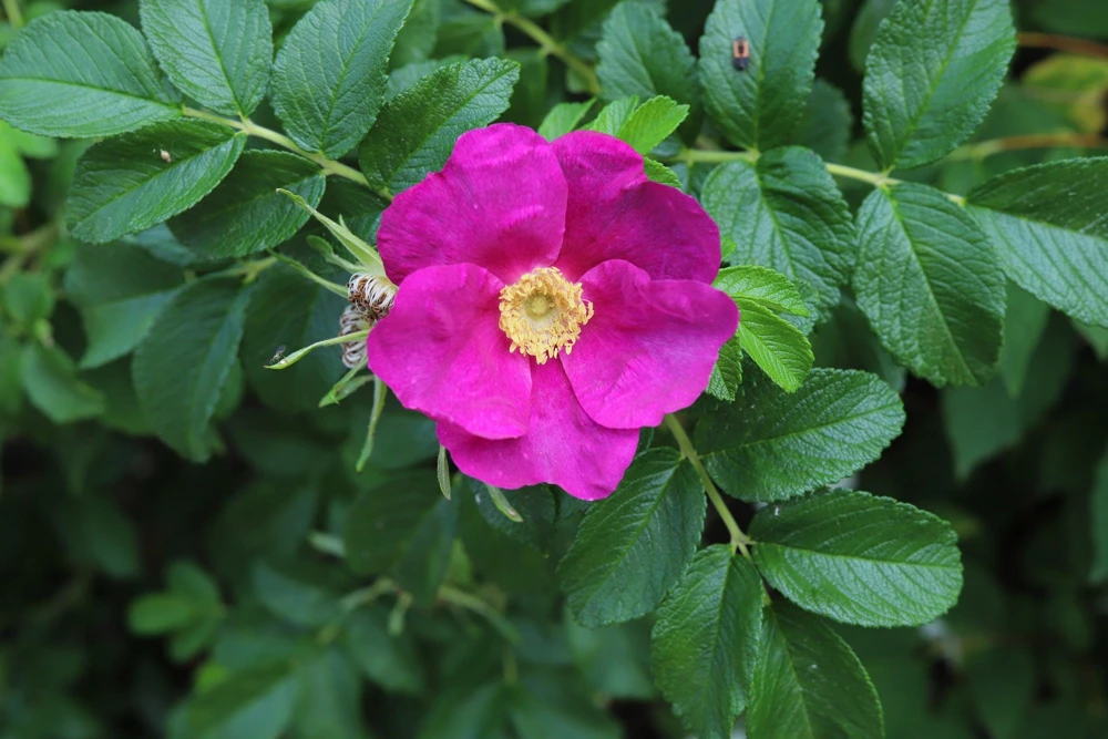 30 Japanese Red Rose Seeds - Rosa Rugosa Rubra, Fragrant Magenta Blooms, Zones 2-9 - Image 6