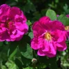 30 Japanese Red Rose Seeds - Rosa Rugosa Rubra, Fragrant Magenta Blooms, Zones 2-9 - Image 1