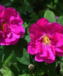 30 Japanese Red Rose Seeds - Rosa Rugosa Rubra, Fragrant Magenta Blooms, Zones 2-9 - Image 1