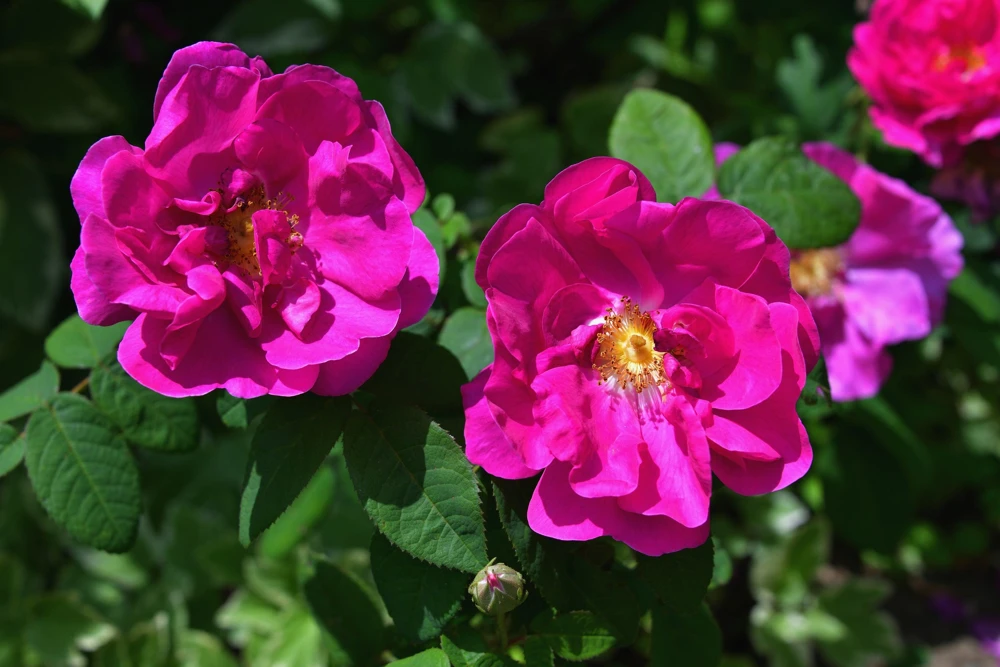 30 Japanese Red Rose Seeds - Rosa Rugosa Rubra, Fragrant Magenta Blooms, Zones 2-9 - Image 1