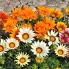 30 Mixed Colors Gazania Treasure Flower Seeds - Vibrant Annuals for Sun - Image 1