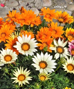 30 Mixed Colors Gazania Treasure Flower Seeds - Vibrant Annuals for Sun - Image 1