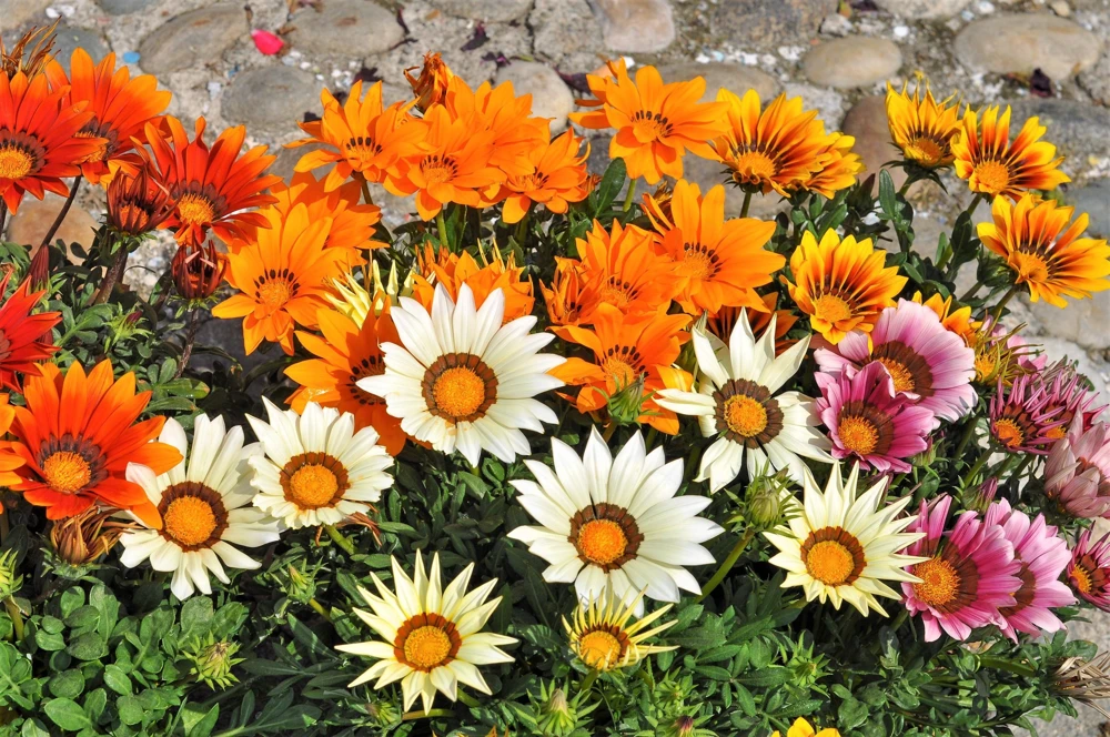30 Mixed Colors Gazania Treasure Flower Seeds - Vibrant Annuals for Sun - Image 1