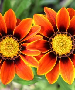 30 Mixed Colors Gazania Treasure Flower Seeds - Vibrant Annuals for Sun - Image 10