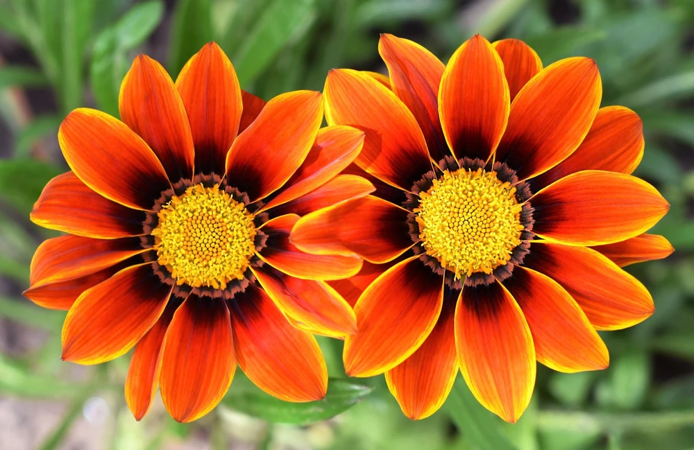 30 Mixed Colors Gazania Treasure Flower Seeds - Vibrant Annuals for Sun - Image 10