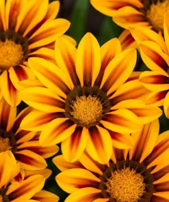 30 Mixed Colors Gazania Treasure Flower Seeds - Vibrant Annuals for Sun - Image 11