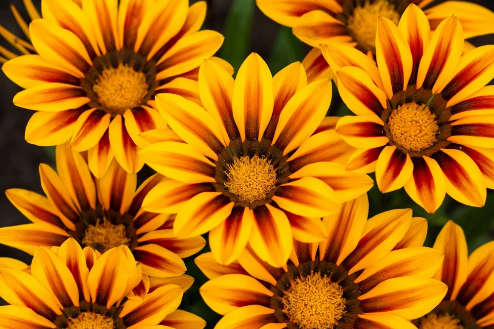 30 Mixed Colors Gazania Treasure Flower Seeds - Vibrant Annuals for Sun - Image 11