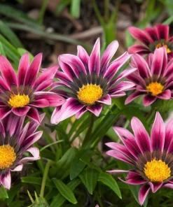 30 Mixed Colors Gazania Treasure Flower Seeds - Vibrant Annuals for Sun - Image 12