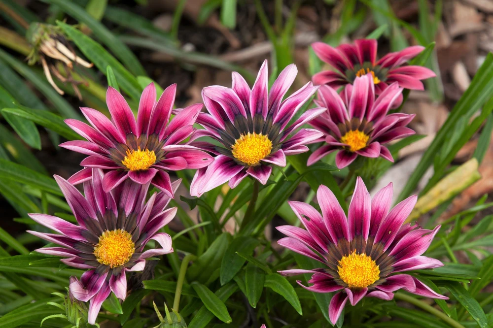 30 Mixed Colors Gazania Treasure Flower Seeds - Vibrant Annuals for Sun - Image 12