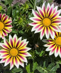 30 Mixed Colors Gazania Treasure Flower Seeds - Vibrant Annuals for Sun - Image 13