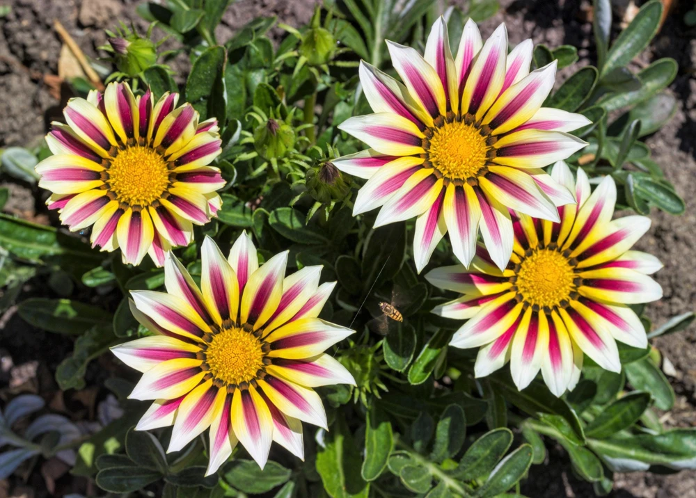 30 Mixed Colors Gazania Treasure Flower Seeds - Vibrant Annuals for Sun - Image 13