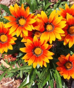30 Mixed Colors Gazania Treasure Flower Seeds - Vibrant Annuals for Sun - Image 14