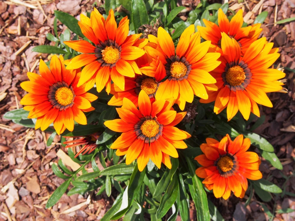30 Mixed Colors Gazania Treasure Flower Seeds - Vibrant Annuals for Sun - Image 14