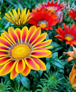 30 Mixed Colors Gazania Treasure Flower Seeds - Vibrant Annuals for Sun - Image 15