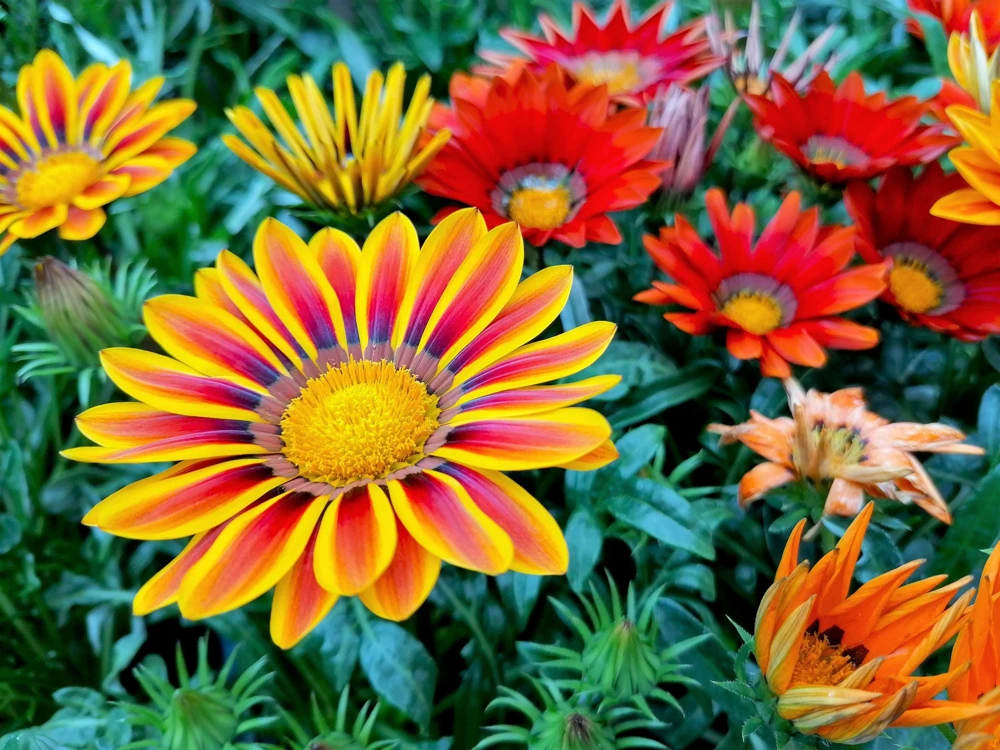 30 Mixed Colors Gazania Treasure Flower Seeds - Vibrant Annuals for Sun - Image 15