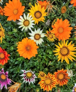 30 Mixed Colors Gazania Treasure Flower Seeds - Vibrant Annuals for Sun - Image 16