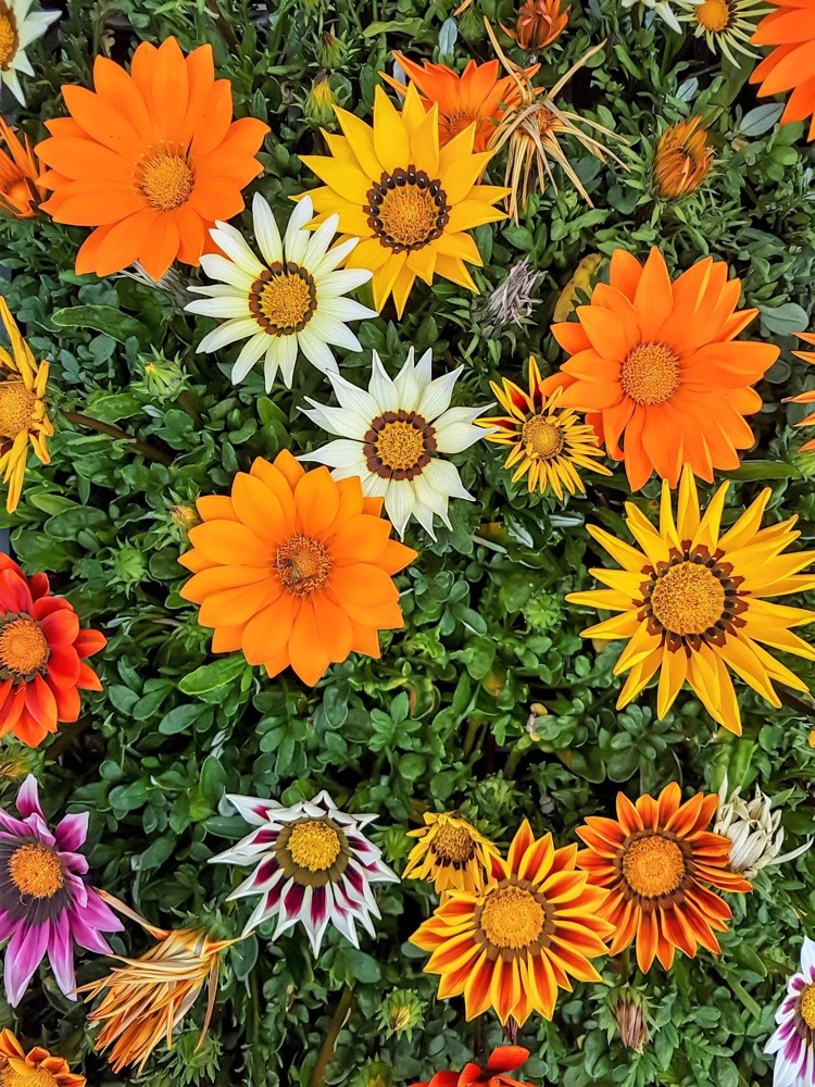 30 Mixed Colors Gazania Treasure Flower Seeds - Vibrant Annuals for Sun - Image 16
