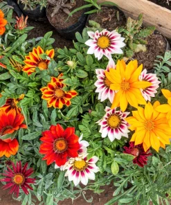 30 Mixed Colors Gazania Treasure Flower Seeds - Vibrant Annuals for Sun - Image 2