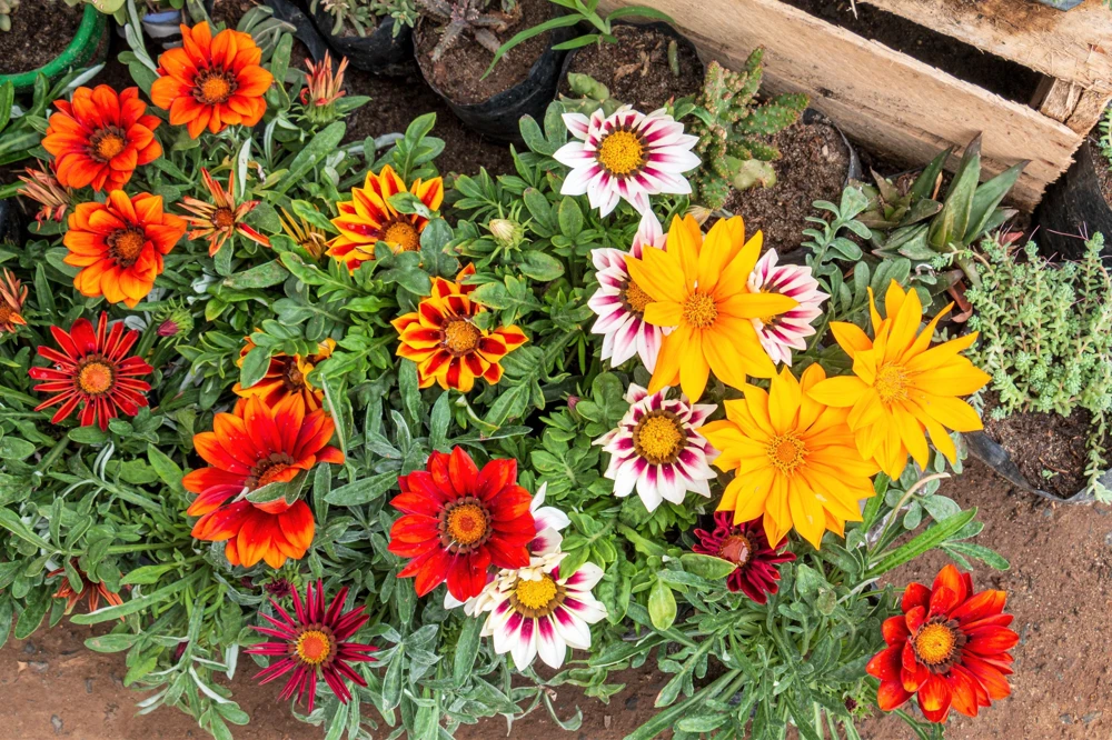 30 Mixed Colors Gazania Treasure Flower Seeds - Vibrant Annuals for Sun - Image 2