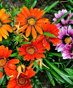 30 Mixed Colors Gazania Treasure Flower Seeds - Vibrant Annuals for Sun - Image 3