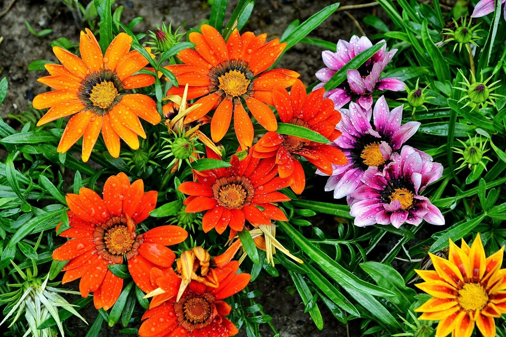 30 Mixed Colors Gazania Treasure Flower Seeds - Vibrant Annuals for Sun - Image 3