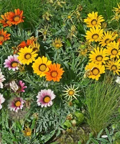 30 Mixed Colors Gazania Treasure Flower Seeds - Vibrant Annuals for Sun - Image 4