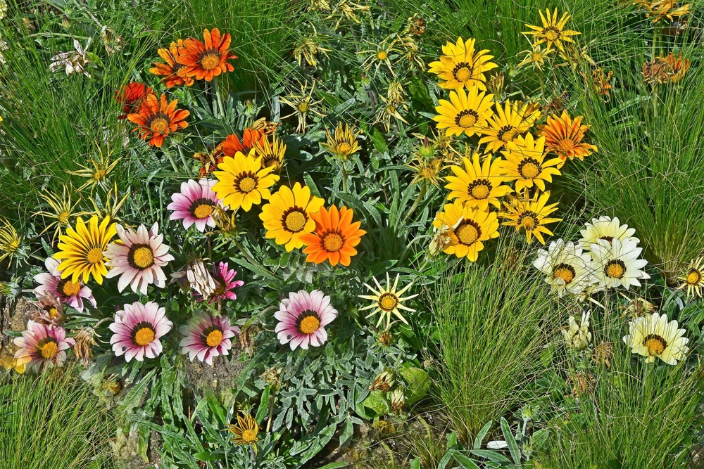 30 Mixed Colors Gazania Treasure Flower Seeds - Vibrant Annuals for Sun - Image 4