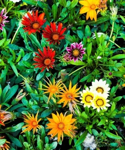 30 Mixed Colors Gazania Treasure Flower Seeds - Vibrant Annuals for Sun - Image 5