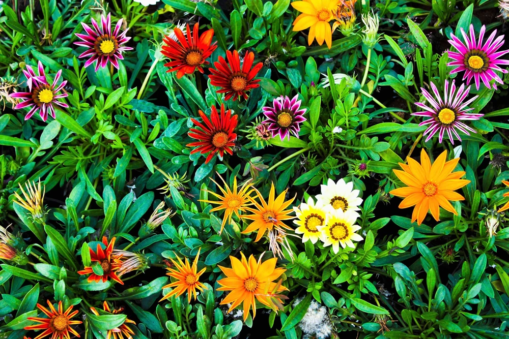 30 Mixed Colors Gazania Treasure Flower Seeds - Vibrant Annuals for Sun - Image 5