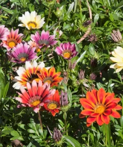 30 Mixed Colors Gazania Treasure Flower Seeds - Vibrant Annuals for Sun - Image 6