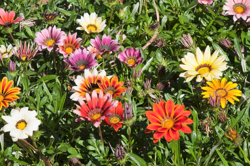 30 Mixed Colors Gazania Treasure Flower Seeds - Vibrant Annuals for Sun - Image 6