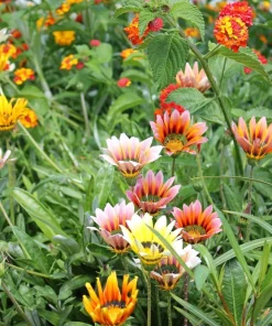30 Mixed Colors Gazania Treasure Flower Seeds - Vibrant Annuals for Sun - Image 7