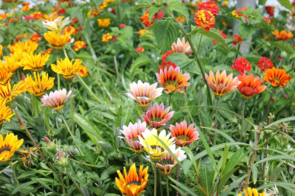 30 Mixed Colors Gazania Treasure Flower Seeds - Vibrant Annuals for Sun - Image 7