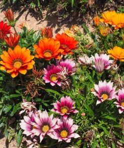 30 Mixed Colors Gazania Treasure Flower Seeds - Vibrant Annuals for Sun - Image 8