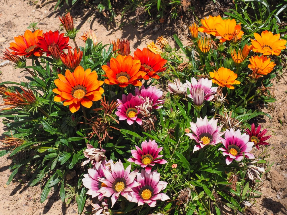 30 Mixed Colors Gazania Treasure Flower Seeds - Vibrant Annuals for Sun - Image 8