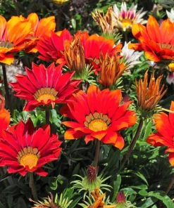 30 Mixed Colors Gazania Treasure Flower Seeds - Vibrant Annuals for Sun - Image 9