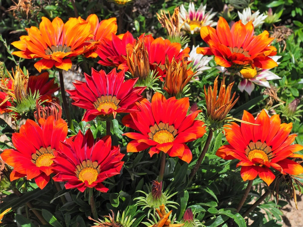 30 Mixed Colors Gazania Treasure Flower Seeds - Vibrant Annuals for Sun - Image 9