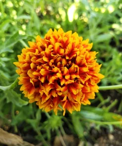 30 Sundance Bicolor Gaillardia Pulchella Indian Blanket Flower Seeds - Image 2