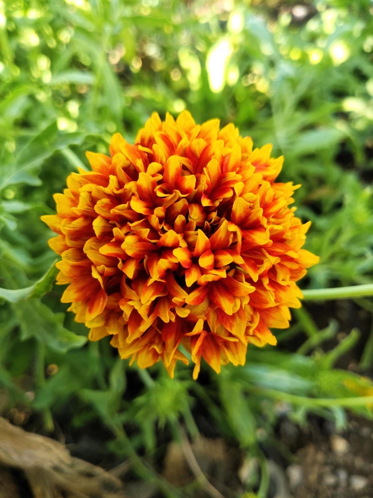 30 Sundance Bicolor Gaillardia Pulchella Indian Blanket Flower Seeds - Image 2