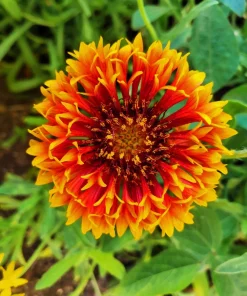 30 Sundance Bicolor Gaillardia Pulchella Indian Blanket Flower Seeds - Image 3