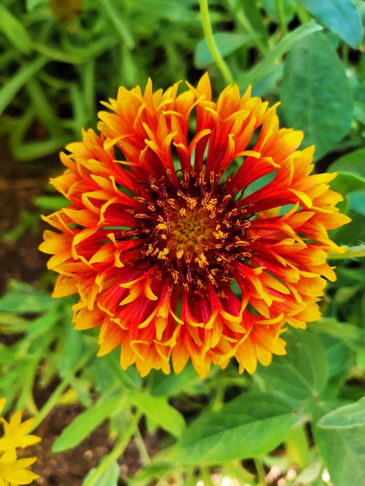 30 Sundance Bicolor Gaillardia Pulchella Indian Blanket Flower Seeds - Image 3